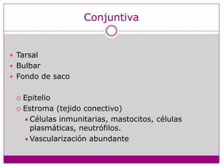 ConjuntivaTarsalBulbarFondo de sacoEpitelioEstroma (tejido conectivo)Células inmunitarias, mastocitos, células plasmáticas, neutrófilos.Vascularización abundante
