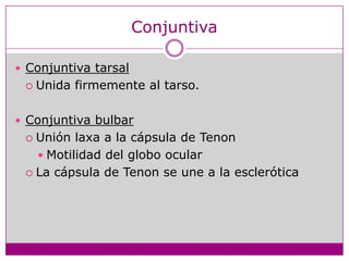 Conjuntiva Conjuntiva tarsalUnida firmemente al tarso.Conjuntiva bulbarUnión laxa a la cápsula de TenonMotilidad del globo ocularLa cápsula de Tenon se une a la esclerótica