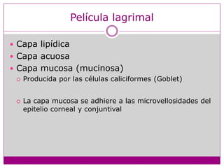 Película lagrimalCapa lipídicaCapa acuosaCapa mucosa (mucinosa)Producida por las células caliciformes (Goblet)La capa mucosa se adhiere a las microvellosidades del  epitelio corneal y conjuntival 