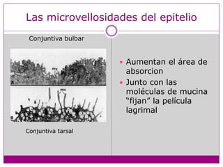 Las microvellosidades del epitelioConjuntiva bulbarAumentan el área de absorcionJunto con las moléculas de mucina “fijan” la película lagrimalConjuntiva tarsal