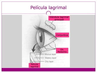 Película lagrimalGlándula lagrimal principalConjuntivaGls.MeibomioPelícula lagrimal