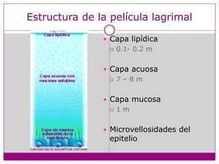Estructura de la película lagrimalCapa lipídica0.1- 0.2 mCapa acuosa7 – 8 mCapa mucosa1 mMicrovellosidades del epitelio