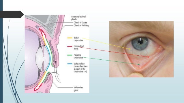 Partes de un ojo