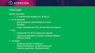 ATENCIÓN
TRACOMA
agente causador:
• C.trachomatis subtipos A, B, Bae C
੦ En el passado:
• gran problema oftalmológico a nivel
mundial
• Llego a representar 50% de los casosde ceguera
੦ hoy:
• representa 3% delascausasde ceguera
• casosconcentrados en países subdesarrollados
(África e Índia)
੦ contágio:
• contacto directo e indirecto;
objetos/alimentos contaminados por
moscasy gotículas (tos/estornudo)
 