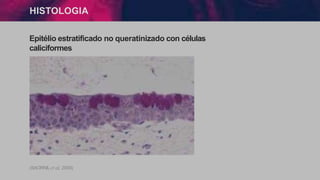 HISTOLOGIA
Epitélio estratificado no queratinizado con células
caliciformes
(SAORNILet al, 2009)
 