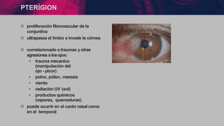 PTERÍGION
੦ proliferación fibrovascular de la
conjuntiva
੦ ultrapassa el limbo e invade la córnea
੦ correlacionado a traumas y otras
agresiones a losojos:
• trauma mecanico
(manipulación del
ojo - picor)
• polvo, pólen, maresia
• viento
• radiación UV (sol)
• productos químicos
(vapores, quemaduras)
੦ puede ocurrir en el canto nasal como
en el temporal
 