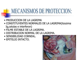 MECANISMOS DE PROTECCION: <ul><li>PRODUCCION DE LA LAGRIMA </li></ul><ul><li>CONSTITUYENTES NORMALES DE LA LAGRIMA(lizozim...