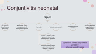 Conjuntivitis neonatal
Signos
Ojo pegajoso
(estafilococos,
obstrucción)
Obstrucción: reflujo
mucopurulento al
presionar saco lagrimal
Secreción
Acuosa: c. química y VHS,
purulenta: bacteriana,
hiperpurulenta: gonococo
Gonococo: intenso edema
palpebral (desc. Celulitis
preseptal u orbitaria)
Vesículas cutáneas: VHS
Pseudomembranas:
clamidias
Descartar glaucoma
congenito (casos
monoculares)
Exploración corneal: sospecha de
gonococo
Ulcera progresión rapida
 