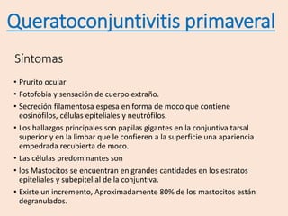 Síntomas
• Prurito ocular
• Fotofobia y sensación de cuerpo extraño.
• Secreción filamentosa espesa en forma de moco que contiene
eosinófilos, células epiteliales y neutrófilos.
• Los hallazgos principales son papilas gigantes en la conjuntiva tarsal
superior y en la limbar que le confieren a la superficie una apariencia
empedrada recubierta de moco.
• Las células predominantes son
• los Mastocitos se encuentran en grandes cantidades en los estratos
epiteliales y subepitelial de la conjuntiva.
• Existe un incremento, Aproximadamente 80% de los mastocitos están
degranulados.
Queratoconjuntivitis primaveral
 