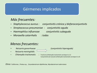 Más frecuentes:
– Staphylococcus aureus : conjuntivitis crónica y blefaroconjuntivits
– Streptococcus pneumoniae : conjuntivitis aguda
– Haemophilus influenzae conjuntivitis subaguda
– Moraxella catarrhalis : todas
Menos frecuentes:
– Neisseria gonorrhoeae (conjuntivitis hiperaguda)
– Neisseria meningitidis
– Chlamydia trachomatis : Trachoma (Chlamydia trachomatis serotipos A y C)
Conjuntivitis de inclusión (Chlamydia trachomatis serotipos D y K)
Otros: Coliformes , Proteus sp., Corynebacterium diphtheriae, Mycobacterium tuberculosis
Gérmenes implicados
 