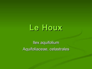Le Houx Ilex aquifolium Aquifoliaceae, celastrales 