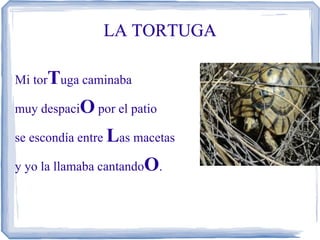 LA TORTUGA

Mi torTuga caminaba

muy despaciO por el patio

se escondía entre Las macetas

y yo la llamaba cantandoO.
 