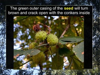 Conkers | ODP