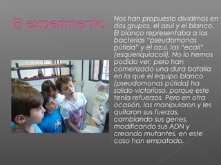 Nos han propuesto dividirnos en
dos grupos, el azul y el blanco.
El blanco representaba a las
bacterias “pseudomonas
pútida” y el azul, las “ecoli”
(esqueriquiacoli). No lo hemos
podido ver, pero han
comenzado una dura batalla
en la que el equipo blanco
(pseudomonas pútida) ha
salido victorioso, porque este
tenía refuerzos. Pero en otra
ocasión, las manipularon y les
quitaron sus fuerzas,
cambiando sus genes,
modificando sus ADN y
creando mutantes, en este
caso han empatado.

 