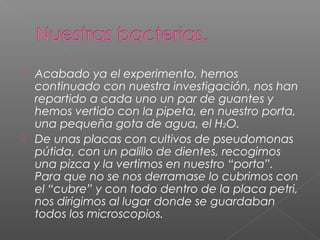 Acabado ya el experimento, hemos
continuado con nuestra investigación, nos han
repartido a cada uno un par de guantes y
hemos vertido con la pipeta, en nuestro porta,
una pequeña gota de agua, el H2O.
 De unas placas con cultivos de pseudomonas
pútida, con un palillo de dientes, recogimos
una pizca y la vertimos en nuestro “porta”.
Para que no se nos derramase lo cubrimos con
el “cubre” y con todo dentro de la placa petri,
nos dirigimos al lugar donde se guardaban
todos los microscopios.


 