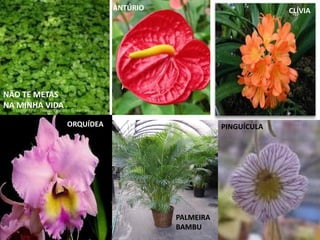 Conímbriga e botânico   coimbra - 5ºa e b c2010-2011