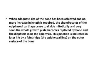 • When adequate size of the bone has been achieved and no
more increase in length is required, the chondrocytes of the
epiphyseal cartilage cease to divide mitotically and very
soon the whole growth plate becomes replaced by bone and
the diaphysis joins the epiphysis. This junction is indicated in
later life by a faint ridge (the epiphyseal line) on the outer
surface of the bone.
 