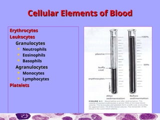 Cellular Elements of Blood
Cellular Elements of Blood
Erythrocytes
Erythrocytes
Leukocytes
Leukocytes
Granulocytes
Granulocytes
 Neutrophils
 Eosinophils
 Basophils
Agranulocytes
Agranulocytes
 Monocytes
 Lymphocytes
Platelets
Platelets
 