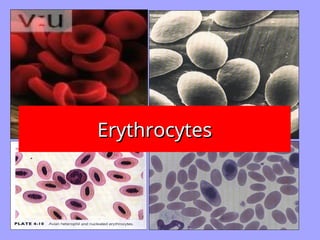 Erythrocytes
Erythrocytes
 