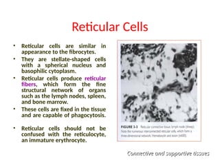 Reticular Cells
• Reticular cells are similar in
appearance to the fibrocytes.
• They are stellate-shaped cells
with a spherical nucleus and
basophilic cytoplasm.
• Reticular cells produce reticular
fibers, which form the fine
structural network of organs
such as the lymph nodes, spleen,
and bone marrow.
• These cells are fixed in the tissue
and are capable of phagocytosis.
• Reticular cells should not be
confused with the reticulocyte,
an immature erythrocyte.
Connective and supportive tissues
Connective and supportive tissues
 