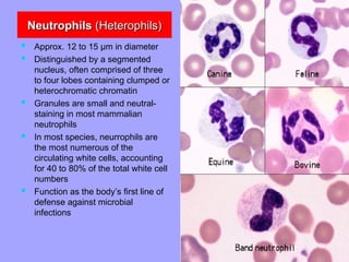 Neutrophils
Neutrophils (Heterophils)
(Heterophils)
 Approx. 12 to 15 µm in diameter
 Distinguished by a segmented
nucleus, often comprised of three
to four lobes containing clumped or
heterochromatic chromatin
 Granules are small and neutral-
staining in most mammalian
neutrophils
 In most species, neurrophils are
the most numerous of the
circulating white cells, accounting
for 40 to 80% of the total white cell
numbers
 Function as the body’s first line of
defense against microbial
infections
 
