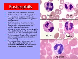  Approx. the same size as the neutrophil
 Bright reddish granules in their cytoplasm
 The granules of the eosinophil have an
affinity for eosin, a red acidophilic dye found
in Wright’s stain
 Nucleus has rarely more than two lobes
 Golgi complex elaborates many primary
granules (azurophilic granules)
 Eosinophils usually account for only 0 to 8%
of the total leukocyte count, giving absolute
numbers of 0 to 500 eosinophils/pl of blood
 The intravascular lifespan of the eosinophil
is extremely short, estimated at less than 1
hour in the dog.
 The eosinophil plays an important role in
acute inflammatory, allergic, and
anaphylactic reactions, and in controlling
infestations by helminthic parasites.
Eosinophils
Eosinophils
 