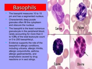 Basophils
Basophils
 The basophil measures 10 to 15
pm and has a segmented nucleus.
 Characteristic deep purple
granules often fill the cytoplasm
and obscure the nucleus
 The basophil is the least numerous
granulocyte in the peripheral blood,
rarely accounting for more than 0
to 1.5% of the total leukocyte count
or 0 to 200 basophils/µL
 Evidence supports the role of the
basophil in allergic conditions,
including urticaria, allergic rhinitis,
allergic conjunctivitis, asthma,
allergic gastroenteritis, and
anaphylaxis caused by drug
reactions or in sect stings.
 