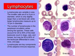 Lymphocytes
Lymphocytes
 Lymphocytes are variable in size.
The smaller cells are 6 to 9 pm in
diameter, which is only slightly
larger than a red blood cell, while
larger lymphocytes measure up to
15 pm in diameter
 The number of lymphocytes in the
peripheral circulation varies
among the species. These cells
account for 20 to 40% of the total
leukocyte count in dogs, cats, and
horses, but may be 50 to 60% of
the leukocyte differential in cows,
mice, and pigs.
 Lymphocytes are key components
of the adaptive immune response.
 