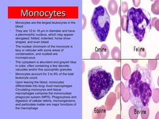 Monocytes
Monocytes
 Monocytes are the largest leukocyres in the
blood
 They are 12 to 18 µm in diameter and have
a pleomorphic nucleus, which may appear
elongated, folded, indented, horse shoe-
shaped, and even lobed.
 The nuclear chromarin of the monocyte is
lacy or reticular with some areas of
condensation, and nucleoli are
inconspicuous.
 The cytoplasm is abundant and grayish blue
in color, often containing a few discrete
vacuoles and/or fine azurophilic granules
 Monocytes account for 3 to 8% of the total
leukocyte count.
 Upon leaving the blood, monocytes
differentiate into long- lived macrophages
Circulating monocyres and tissue
macrophages comprise the mononuclear
phagocyte system (MPS). Phagocytosis and
digestion of cellular debris, microorganisms,
and particulate matter are major functions of
the macrophage
 