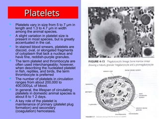 Platelets
Platelets
 Platelets vary in size from 5 to 7 µm in
length and 1.3 to 4.7 µm in width
among the animal species.
 A slight variation in platelet size is
present in most species, but is greatly
accentuated in the cat.
 In stained blood smears, platelets are
discoid, oval, or elongated fragments
of cytoplasm that lack a nucleus and
have fine, reddish-purple granules.
 The term platelet and thrombocyte are
often used interchangeably; however,
when describing the nucleated platelet
in fish, reptiles, and birds, the term
thrombocyte is preferred
 The number of platelets in circulation
ranges from about 200,000 to
400,000/µL of blood.
 In general, the lifespan of circulating
platelets in domestic animal species is
about 8 to 1 2 days.
 A key role of the platelet is
maintenance of primary (platelet plug
formation) and secondary
(coagulation) hemostasis.
 