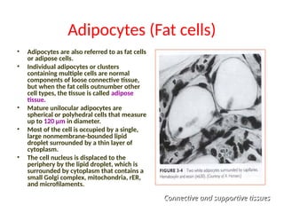 Adipocytes (Fat cells)
• Adipocytes are also referred to as fat cells
or adipose cells.
• Individual adipocytes or clusters
containing multiple cells are normal
components of loose connective tissue,
but when the fat cells outnumber other
cell types, the tissue is called adipose
tissue.
• Mature unilocular adipocytes are
spherical or polyhedral cells that measure
up to 120 µm in diameter.
• Most of the cell is occupied by a single,
large nonmembrane-bounded lipid
droplet surrounded by a thin layer of
cytoplasm.
• The cell nucleus is displaced to the
periphery by the lipid droplet, which is
surrounded by cytoplasm that contains a
small Golgi complex, mitochondria, rER,
and microfilaments.
Connective and supportive tissues
Connective and supportive tissues
 