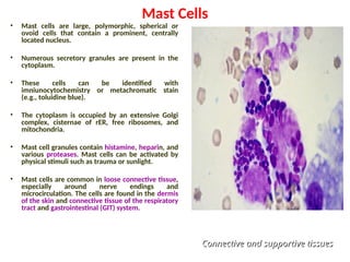 Mast Cells
• Mast cells are large, polymorphic, spherical or
ovoid cells that contain a prominent, centrally
located nucleus.
• Numerous secretory granules are present in the
cytoplasm.
• These cells can be identified with
imniunocytochemistry or metachromatic stain
(e.g., toluidine blue).
• The cytoplasm is occupied by an extensive Golgi
complex, cisternae of rER, free ribosomes, and
mitochondria.
• Mast cell granules contain histamine, heparin, and
various proteases. Mast cells can be activated by
physical stimuli such as trauma or sunlight.
• Mast cells are common in loose connective tissue,
especially around nerve endings and
microcirculation. The cells are found in the dermis
of the skin and connective tissue of the respiratory
tract and gastrointestinal (GIT) system.
Connective and supportive tissues
Connective and supportive tissues
 