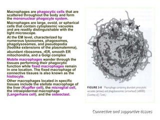 Macrophages
Macrophages are phagocytic cells that are
scattered throughout the body and form
the mononuclear phagocyte system.
Macrophages are large, ovoid, or spherical
cells that contain cytoplasmic vacuoles
and are readily distinguishable with the
light microscope.
At the EM level, characterized by
numerous lysosomes, phagosomes,
phagolysosomes, and pseudopodia
(footlike extensions of the plasmalemma),
abundant ribosomes, rER, smooth ER
mitochondria, and a Golgi complex
Mobile macrophages wander through the
tissues performing their phagocytic
function while fixed macrophages remain
in one location. The fixed macrophage of
connective tissues is also known as the
histiocyte.
Other macrophages located in specific
tissues include the stellate macrophage of
the liver (Kupffer cell), the microglial cell,
the intraepidermal macrophage
(Langerhans cell), and the osteoclast.
Connective and supportive tissues
Connective and supportive tissues
 