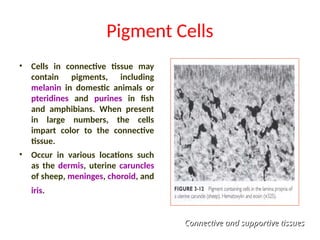 Pigment Cells
• Cells in connective tissue may
contain pigments, including
melanin in domestic animals or
pteridines and purines in fish
and amphibians. When present
in large numbers, the cells
impart color to the connective
tissue.
• Occur in various locations such
as the dermis, uterine caruncles
of sheep, meninges, choroid, and
iris.
Connective and supportive tissues
Connective and supportive tissues
 
