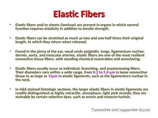 Elastic Fibers
Elastic Fibers
• Elastic fibers and/or sheets (laminae) are present in organs in which normal
function requires elasticity in addition to tensile strength.
• Elastic fibers can be stretched as much as two and one-half times their original
length, to which they return when released.
• Found in the pinna of the ear, vocal cords epiglottis, lungs, ligamentum nuchae,
dermis, aorta, and muscular arteries, elastic fibers are one of the most resilient
connective tissue fibers, with standing chemical maceration and auroclaving.
• Elastic fibers usually occur as individual, branching, and anastomosing fibers.
Their diameters vary within a wide range, from 0.2 to 5.0 µm in loose connective
tissue to as large as 12µm in elastic ligaments, such as the ligamenturn nuchae in
the neck.
• In H&E-stained histologic sections, the larger elastic fibers in elastic ligaments are
readily distinguished as highly retractile, amorphous, light pink strands; they are
stainable by certain selective dyes, such as orcein and resorcin-fuchsin.
Connective and supportive tissues
Connective and supportive tissues
 