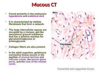 Mucous CT
Mucous CT
• Found primarily in the embryonic
hypodermis and umbilical cord
• It is characterized by stellate
fibroblasts that form a network.
• The large intercellular spaces are
occupied by a viscous, gel-like
amorphous ground substance
that has a positive reaction for
glycosaminoglycans or
proteoglycans.
• Collagen fibers are also present.
• In the adult organism, gelatinous
connective tissue occurs in the
papillae of omasal laminae and
reticular crests, the bovine glans
penis, and the core of the rooster
comb.
Connective and supportive tissues
Connective and supportive tissues
 