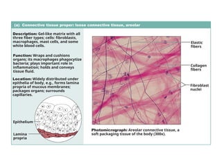 (a) Connective tissue proper: loose connective tissue, areolar
Description: Gel-like matrix with all
three fiber types; cells: fibroblasts,
macrophages, mast cells, and some
white blood cells.
Function: Wraps and cushions
organs; its macrophages phagocytize
bacteria; plays important role in
inflammation; holds and conveys
tissue fluid.
Location: Widely distributed under
epithelia of body, e.g., forms lamina
propria of mucous membranes;
packages organs; surrounds
capillaries.
Photomicrograph: Areolar connective tissue, a
soft packaging tissue of the body (300x).
Epithelium
Lamina
propria
Fibroblast
nuclei
Elastic
fibers
Collagen
fibers
 