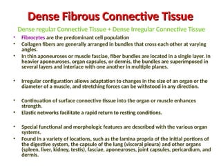 Dense Fibrous Connective Tissue
Dense Fibrous Connective Tissue
Dense regular Connective Tissue + Dense Irregular Connective Tissue
• Fibrocytes are the predominant cell population
• Collagen fibers are generally arranged in bundles that cross each other at varying
angles.
• In thin aponeuroses or muscle fasciae, fiber bundles are located in a single layer. In
heavier aponeuroses, organ capsules, or dermis, the bundles are superimposed in
several layers and interlace with one another in multiple planes.
• Irregular configuration allows adaptation to changes in the size of an organ or the
diameter of a muscle, and stretching forces can be withstood in any direction.
• Continuation of surface connective tissue into the organ or muscle enhances
strength.
• Elastic networks facilitate a rapid return to resting conditions.
• Special functional and morphologic features are described with the various organ
systems.
• Found in a variety of locations, such as the lamina propria of the initial portions of
the digestive system, the capsule of the lung (visceral pleura) and other organs
(spleen, liver, kidney, testis), fasciae, aponeuroses, joint capsules, pericardium, and
dermis.
 