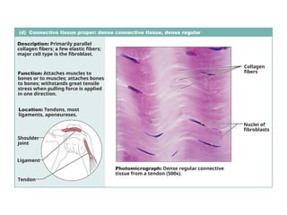 (d) Connective tissue proper: dense connective tissue, dense regular
Description: Primarily parallel
collagen fibers; a few elastic fibers;
major cell type is the fibroblast.
Function: Attaches muscles to
bones or to muscles; attaches bones
to bones; withstands great tensile
stress when pulling force is applied
in one direction.
Location: Tendons, most
ligaments, aponeuroses.
Photomicrograph: Dense regular connective
tissue from a tendon (500x).
Shoulder
joint
Ligament
Tendon
Collagen
fibers
Nuclei of
fibroblasts
 