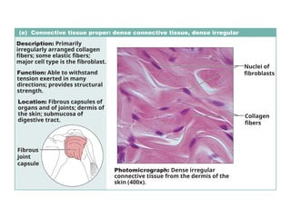 (e) Connective tissue proper: dense connective tissue, dense irregular
Description: Primarily
irregularly arranged collagen
fibers; some elastic fibers;
major cell type is the fibroblast.
Function: Able to withstand
tension exerted in many
directions; provides structural
strength.
Location: Fibrous capsules of
organs and of joints; dermis of
the skin; submucosa of
digestive tract.
Photomicrograph: Dense irregular
connective tissue from the dermis of the
skin (400x).
Collagen
fibers
Nuclei of
fibroblasts
Fibrous
joint
capsule
 