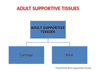 ADULT SUPPORTIVE TISSUES
Connective and supportive tissues
Connective and supportive tissues
 