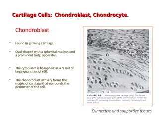 Chondroblast
• Found in growing cartilage.
• Oval-shaped with a spherical nucleus and
a prominent Golgi apparatus.
• The cytoplasm is basophilic as a result of
large quantities of rER.
• The chondroblast actively forms the
matrix of cartilage that surrounds the
perimeter of the cell.
Cartilage Cells: Chondroblast, Chondrocyte
Cartilage Cells: Chondroblast, Chondrocyte.
.
Connective and supportive tissues
Connective and supportive tissues
 
