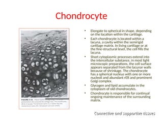 Chondrocyte
• Elongate to spherical in shape, depending
on the location within the cartilage.
• Each chondrocyte is located within a
lacuna, a cavity within the semirigid
cartilage matrix. In living cartilage or at
the fine-structural level, the cell fills the
lacuna.
• Short cytoplasmic processes extend into
the intercellular substance, in most light
microscopic preparations, the cell surface
appears separated from the lacunar walls
because of shrinkage. The chondrocyte
has a spherical nucleus with one or more
nucleoli and abundant rER and prominent
Golgi complex.
• Glycogen and lipid accumulate in the
cytoplasm of old chondrocytes.
• Chondrocyte is responsible for continual
ongoing maintenance of the surrounding
matrix.
Connective and supportive tissues
Connective and supportive tissues
 