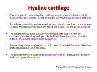 Hyaline cartilage
Hyaline cartilage
• Chondrocytes in mature hyaline cartilage vary in size - small with elliptic
lacunae near the surface, larger and more polyhedral within deep cartilage
• Some lacunae contain only one cell; others contain two, four, or sometimes
six cells. Multicellular lacunae are called cell nests - isogenous cell groups.
• The amorphous ground substance of hyaline cartilage is a firm gel
containing a network of collagen fibrils. Fibrils have the same refractive
index as the amorphous ground substance.
• Surrounding each chondrocyte is a thin layer of pericellular matrix that has
proteoglycans but lacks collagen.
• The territorial matrix surrounds pericellular matrix - a network of collagen
fibrils and ground substance.
Connective and supportive tissues
Connective and supportive tissues
 