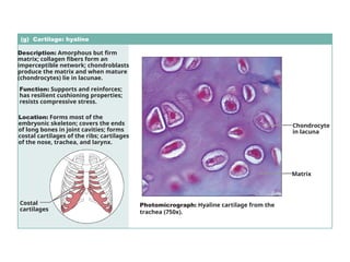 (g) Cartilage: hyaline
Description: Amorphous but firm
matrix; collagen fibers form an
imperceptible network; chondroblasts
produce the matrix and when mature
(chondrocytes) lie in lacunae.
Function: Supports and reinforces;
has resilient cushioning properties;
resists compressive stress.
Location: Forms most of the
embryonic skeleton; covers the ends
of long bones in joint cavities; forms
costal cartilages of the ribs; cartilages
of the nose, trachea, and larynx.
Photomicrograph: Hyaline cartilage from the
trachea (750x).
Costal
cartilages
Chondrocyte
in lacuna
Matrix
 