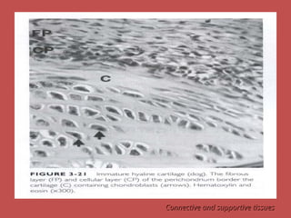 Connective and supportive tissues
Connective and supportive tissues
 