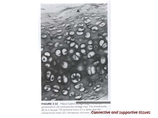 Connective and supportive tissues
Connective and supportive tissues
 