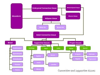 Adult Connective tissue
Blood Supportive tissues Proper tissues
Erythrocytes
Agranulocytes
Granulocytes
Platelets
Plasma
Cartilage Bone
Hyaline
Elastic
Fibrous
Woven
Lameller
Loose Dense Special
Irregular
Regular
Reticular
Pigmented
Mesenchymal tissue
Embryonal Connective tissue
Mucus tissue
Mesoderm
Adipose tissue
Brown fat
White fat
Connective and supportive tissues
Connective and supportive tissues
 