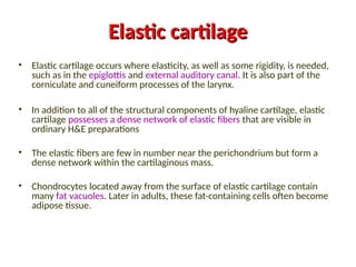 Elastic cartilage
Elastic cartilage
• Elastic cartilage occurs where elasticity, as well as some rigidity, is needed,
such as in the epiglottis and external auditory canal. It is also part of the
corniculate and cuneiform processes of the larynx.
• In addition to all of the structural components of hyaline cartilage, elastic
cartilage possesses a dense network of elastic fibers that are visible in
ordinary H&E preparations
• The elastic fibers are few in number near the perichondrium but form a
dense network within the cartilaginous mass.
• Chondrocytes located away from the surface of elastic cartilage contain
many fat vacuoles. Later in adults, these fat-containing cells often become
adipose tissue.
 