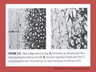 Connective and supportive tissues
Connective and supportive tissues
 